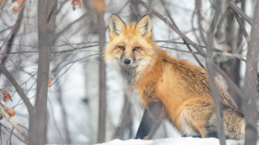 snow:z7zek5ou_aa= fox